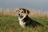 CORGI PEMBROKE 1128